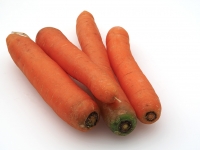 Karotten rot